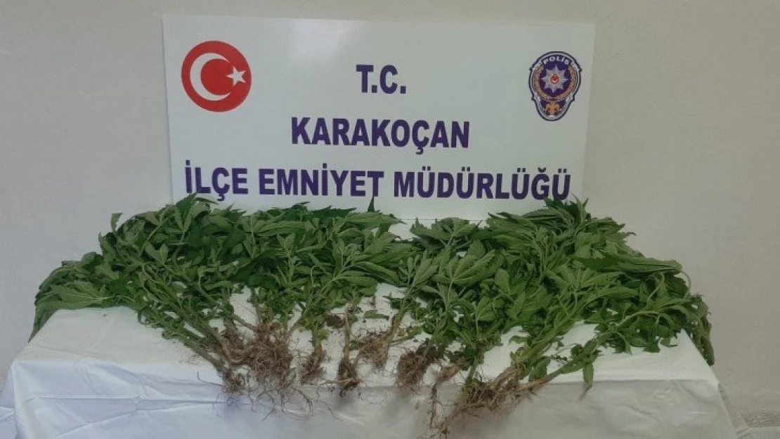 Elazığ'da uyuşturucu ile mücadele : 1 gözaltı