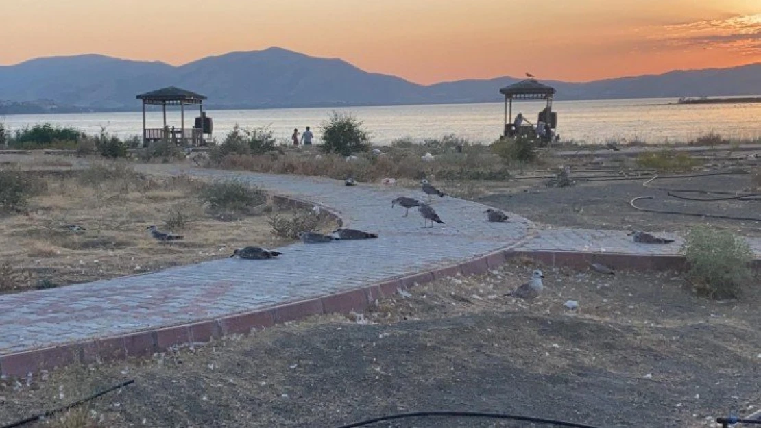 Elazığ'ın incisinde korkutan martı ölümleri