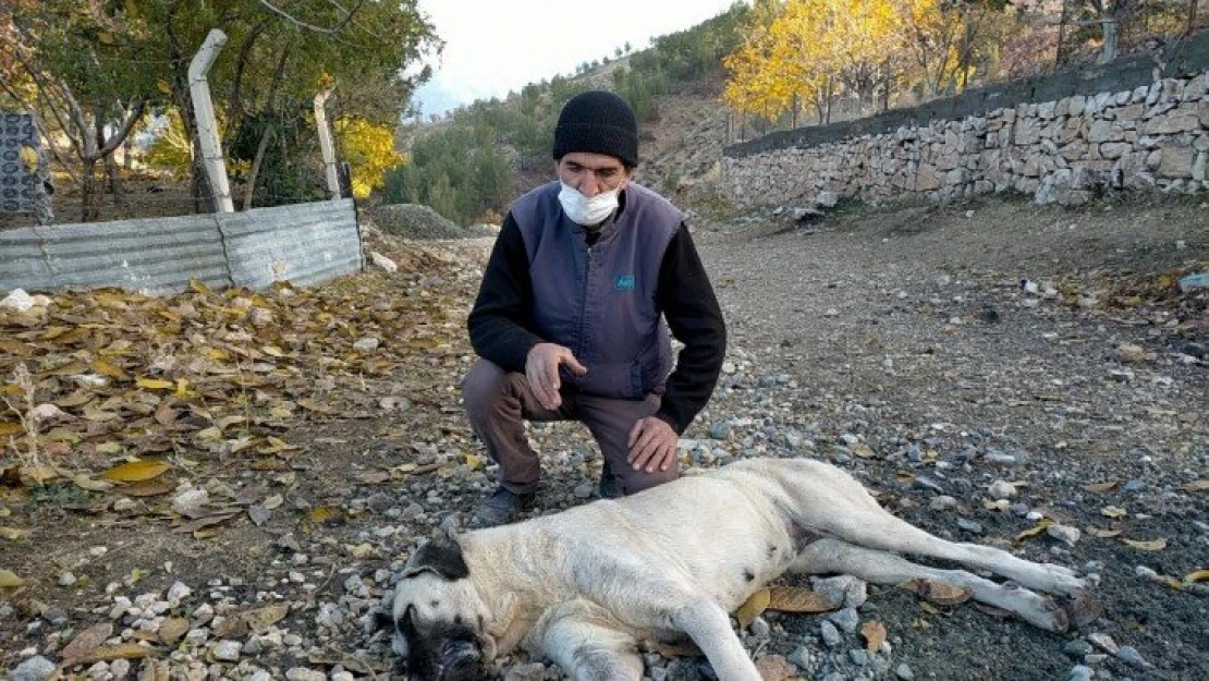 Harmanlı'da köpekler zehirleniyor iddiası