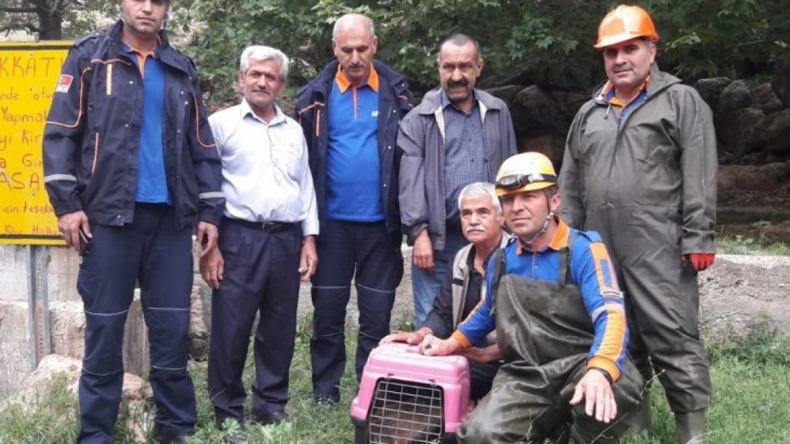 Havuza düşen yavru domuzları AFAD kurtardı