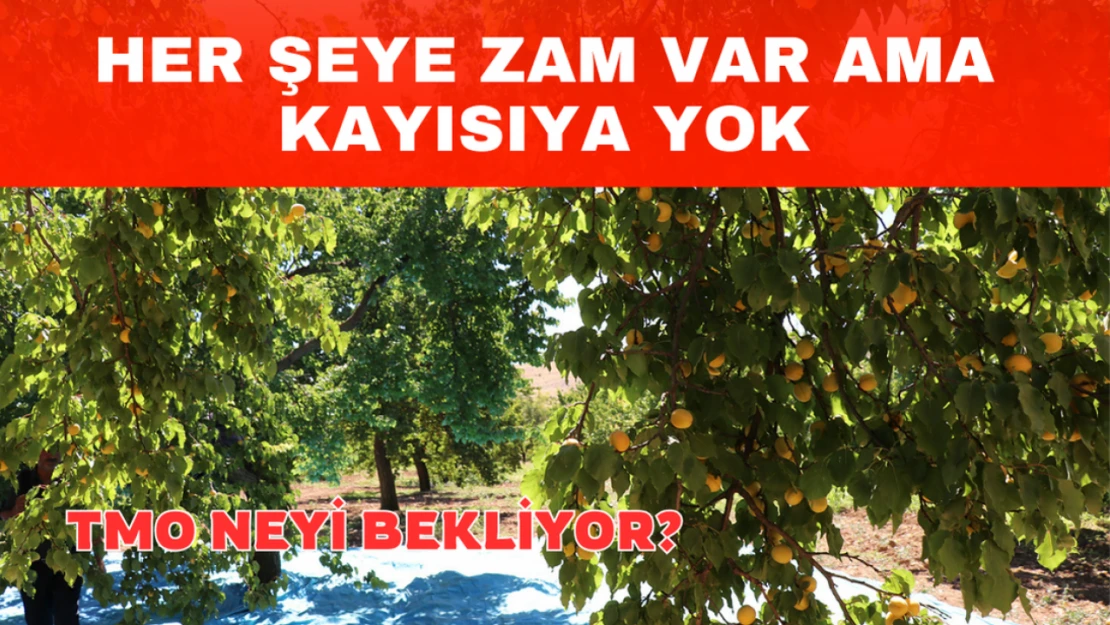 Her şeye zam var ama kayısıya yok!