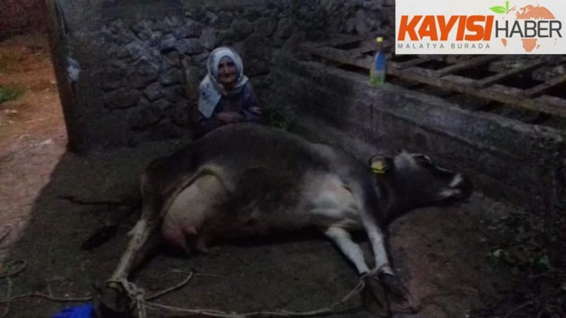 İneği ölen yaşlı kadına Vali Kaldırım'dan yardım eli uzandı