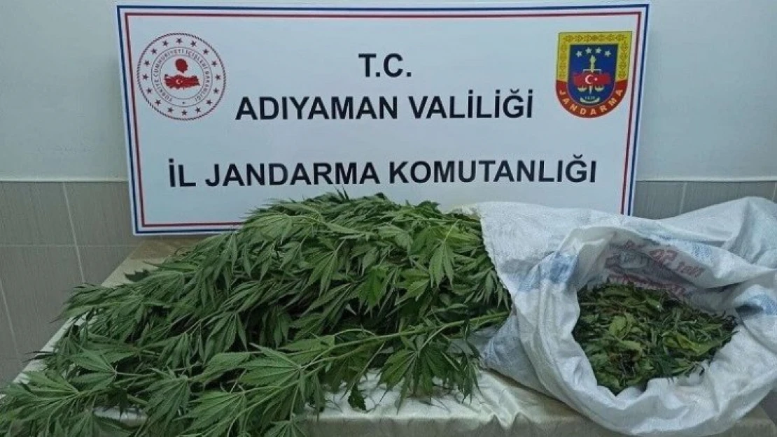 Jandarma, kenevir bitkisi ve esrar maddesi ele geçirdi