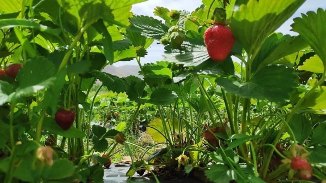 Kale ilçesi 'Çilek' ile gülecek