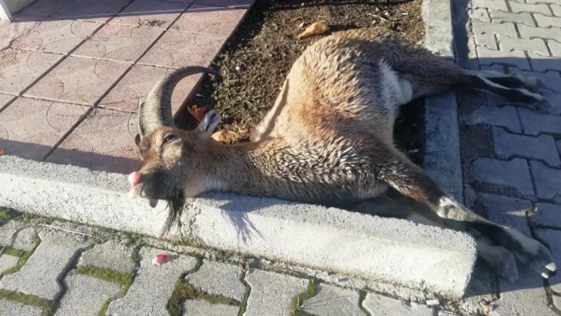 Karayoluna inen dağ keçisine araç çarptı