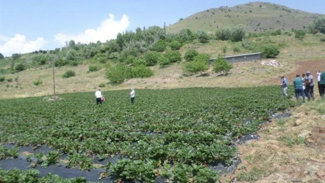 Kavurucu sıcaklara dikkat