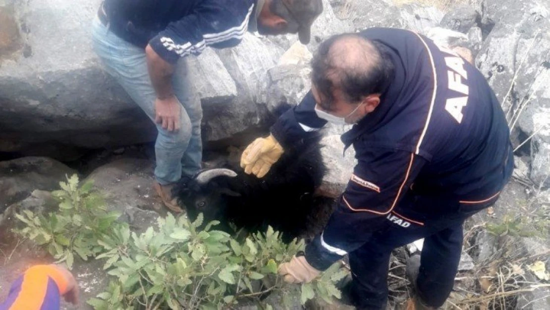 Kayaların arasına sıkışan keçiyi ekipler kurtardı