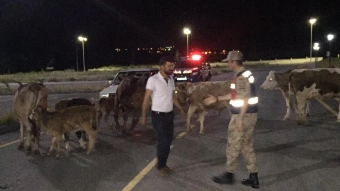 Kaybolan büyükbaş hayvanları jandarma buldu