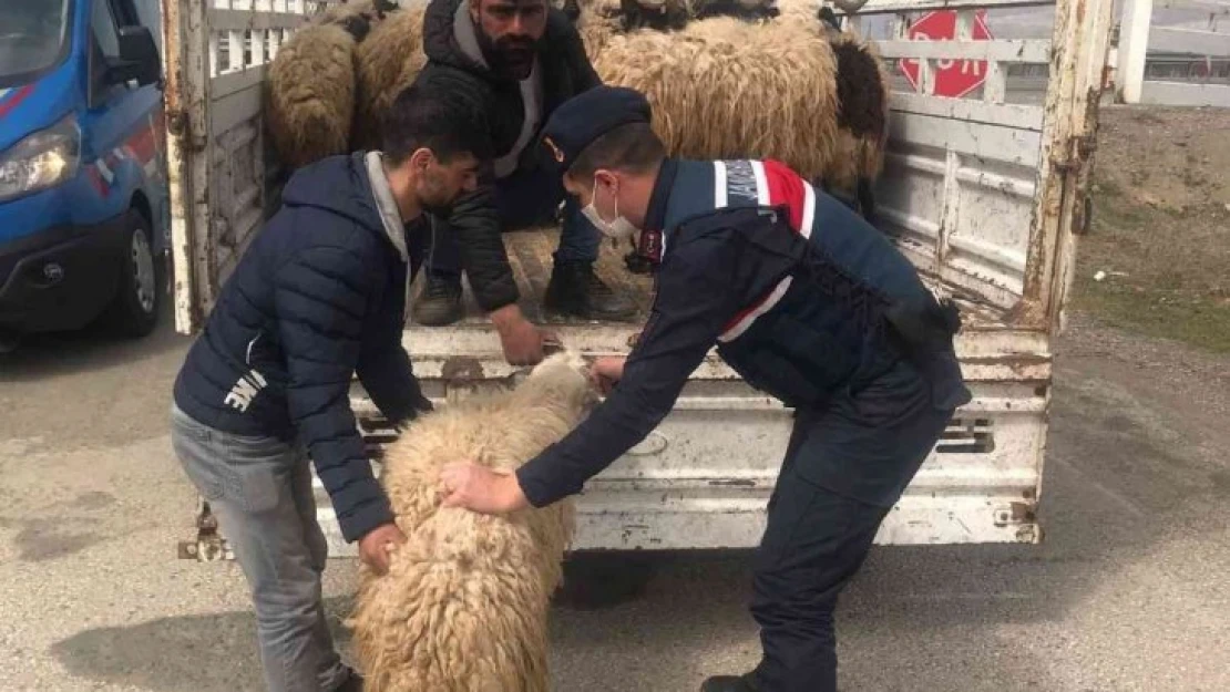 Kayıp hayvanlar jandarma tarafından bulundu