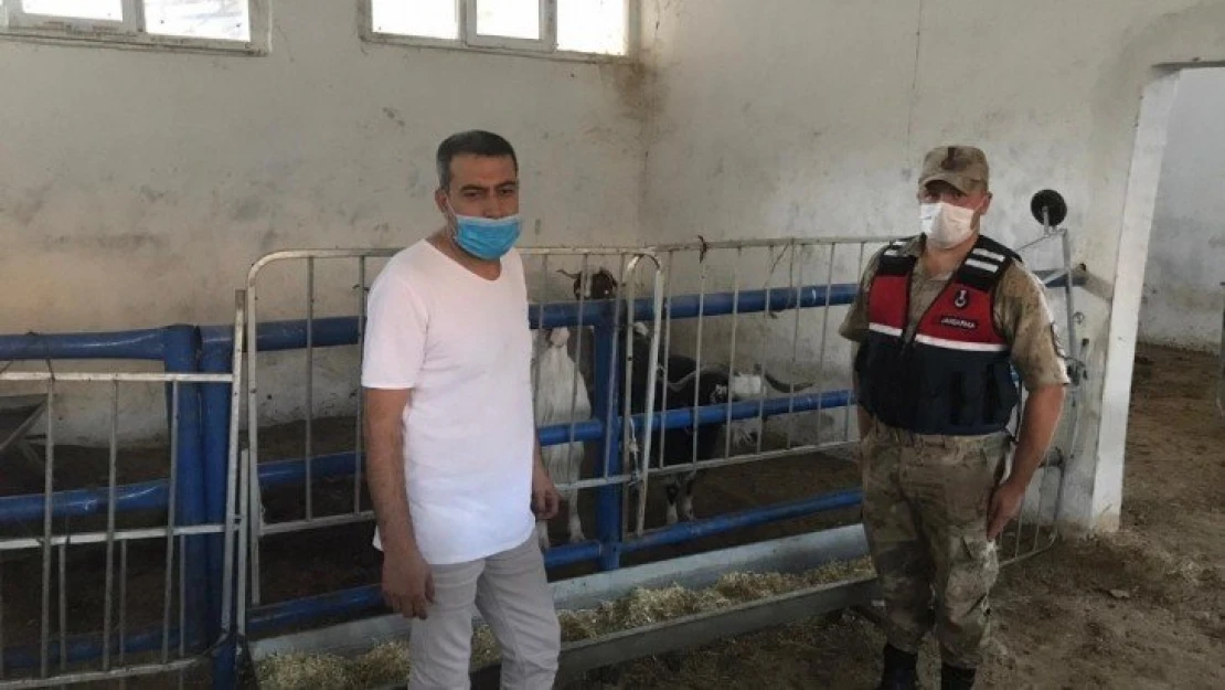 Kayıp hayvanları, jandarma 12 kilometre uzaklıkta buldu