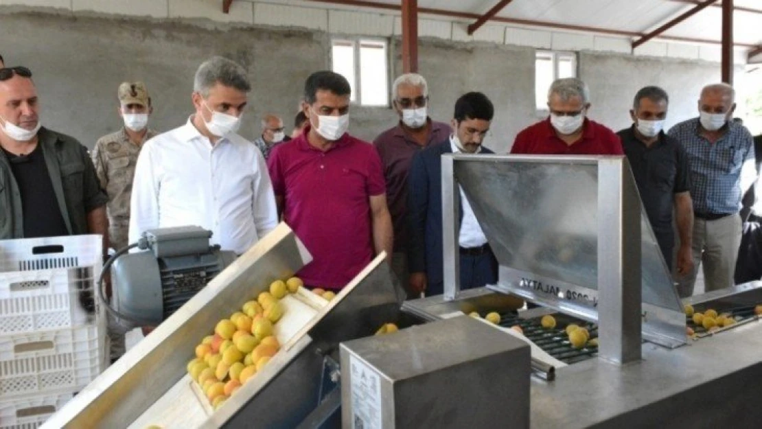 Kayısı Boylama Makinesi'nin tanıtımı yapıldı