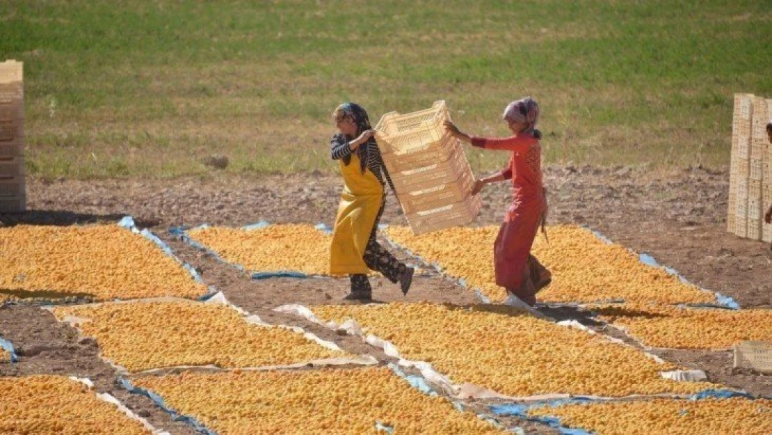 Kayısıda hedef 500 milyon dolar