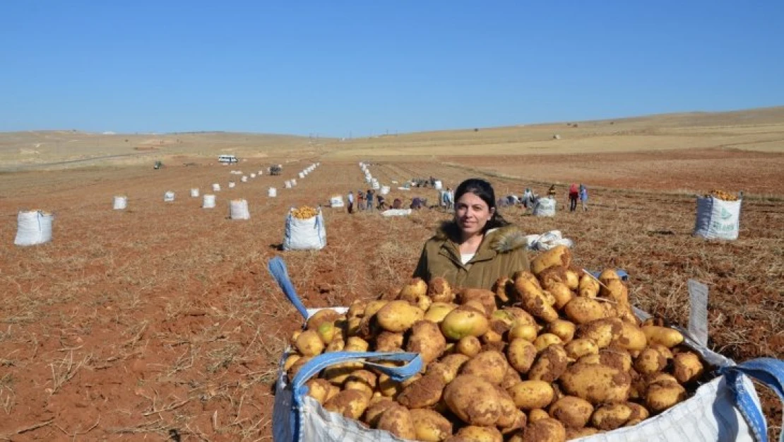 Darende'de patates hasadı tamamlanmak üzere