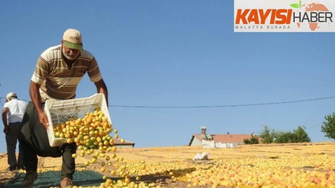 Kayısıda 251 milyon dolar...