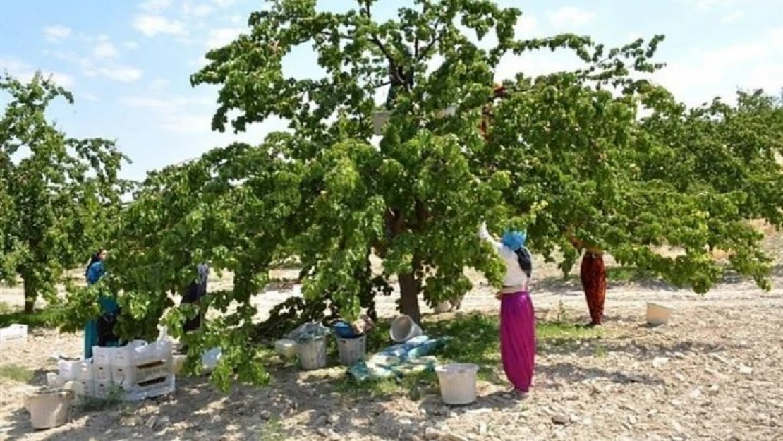 Kayısılarda görülen çil hastalığına dikkat