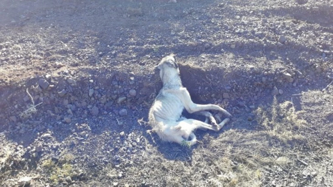 Kırsala bırakılan köpekler açlıktan öldü