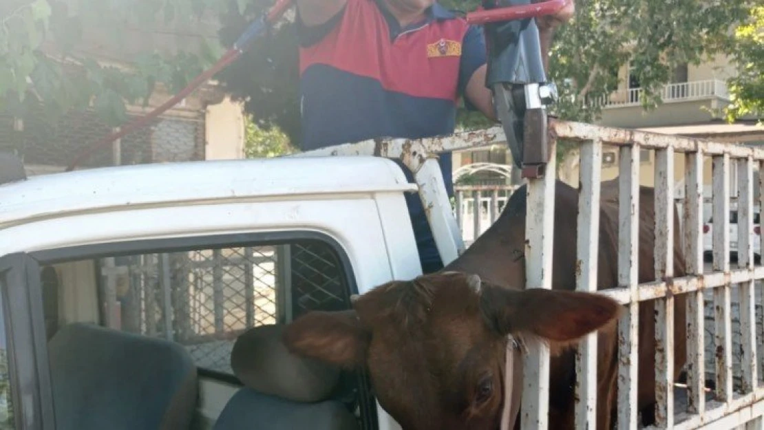 Korkuluklara sıkışan kurbanlığı itfaiye kurtardı