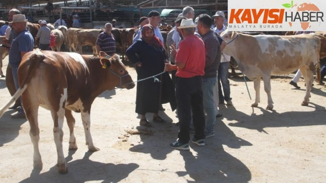 Kurban pazarında son gün yoğunluğu