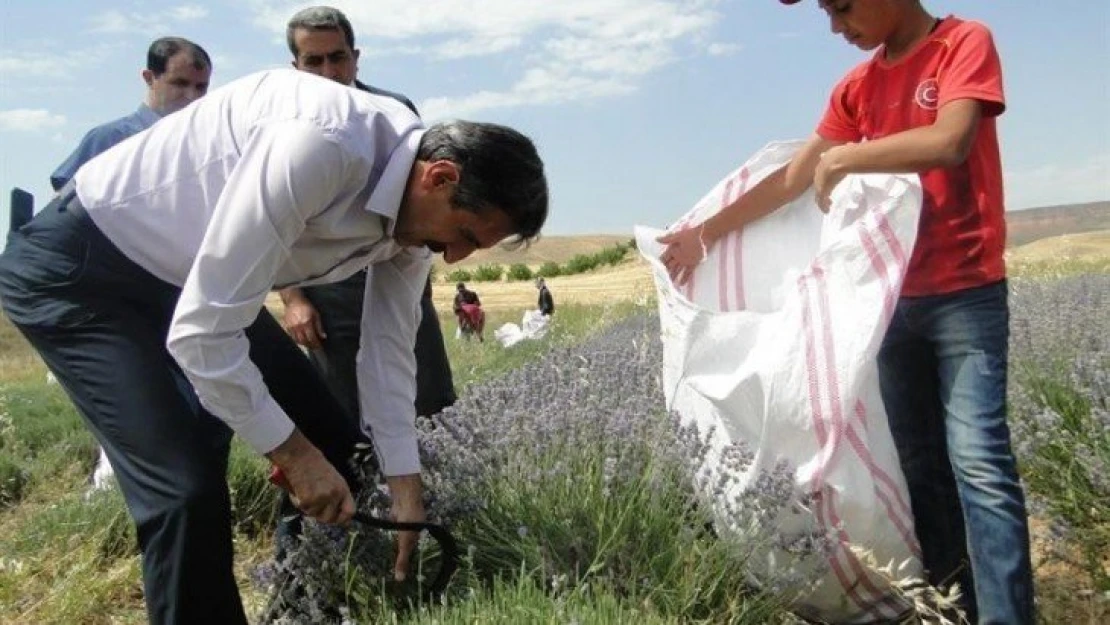 Lavanta hasat günü düzenlendi