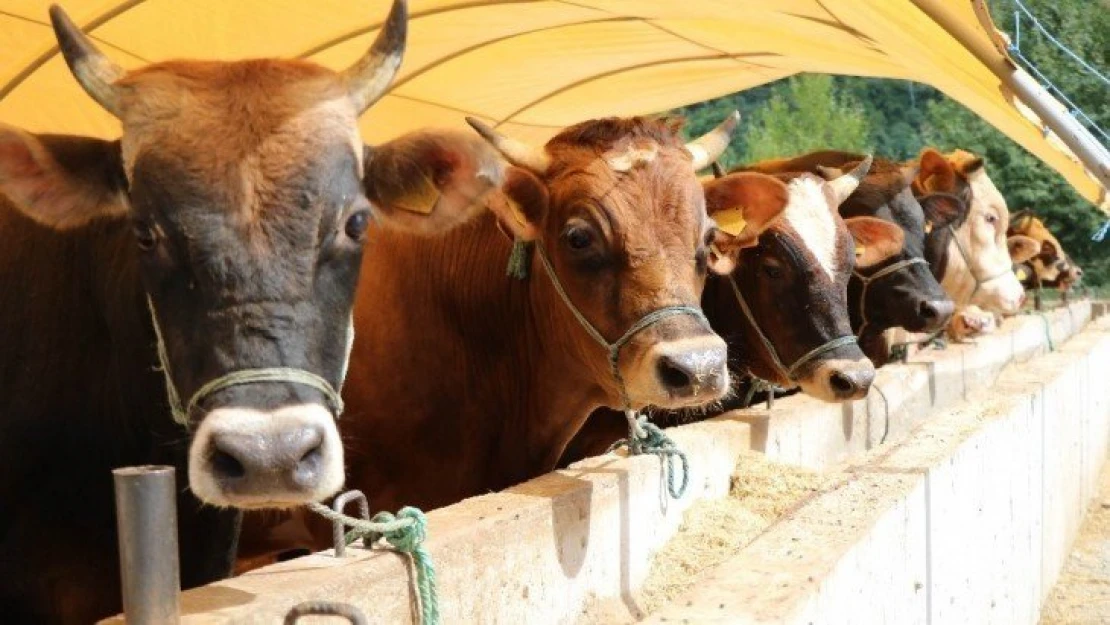 Malatya'da büyükbaş kurbanlık fiyatları açıklandı