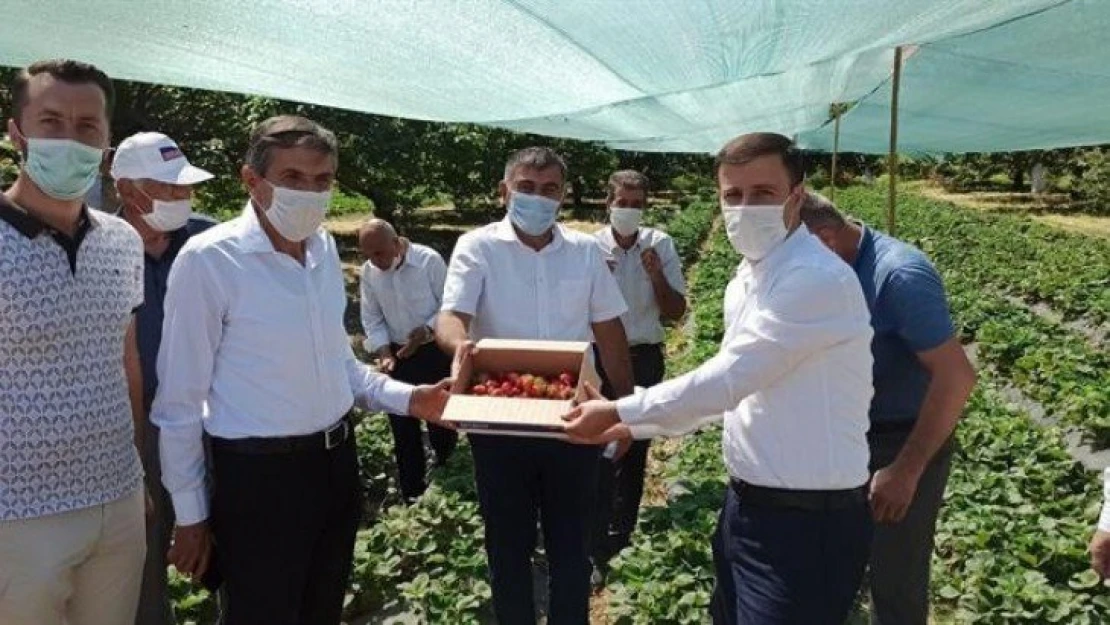 Malatya'da Çilek Tarla günü düzenlendi