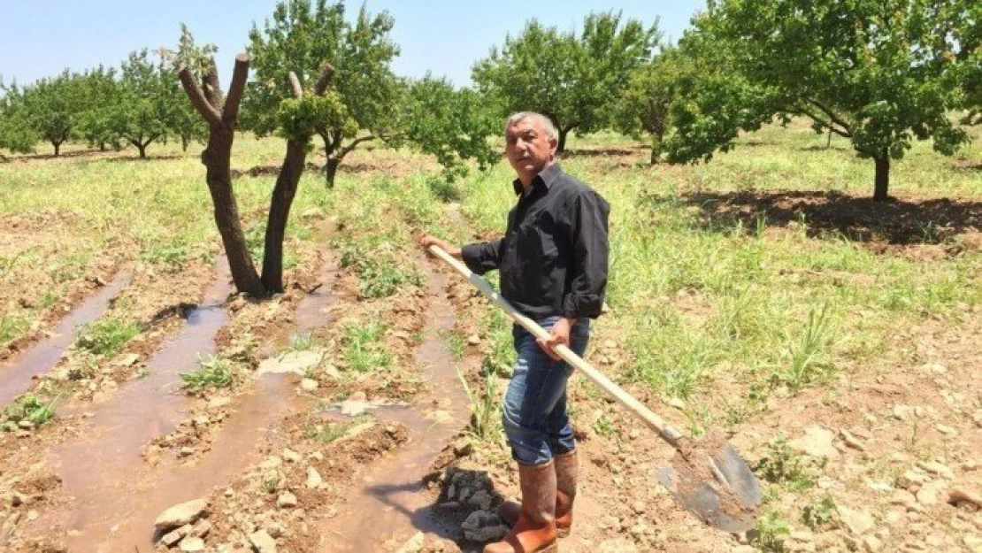 Malatya'da kayısı rekolte tartışmaları devam ediyor