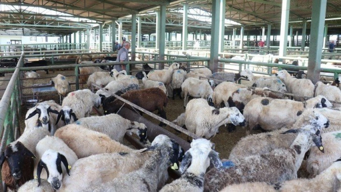 Malatya'da Kurban Bayramı tedbirleri