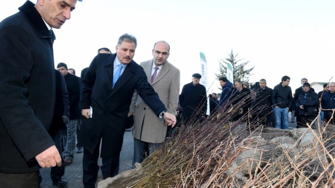 Büyükşehir Belediyesi 646 bin fidan dağıttı