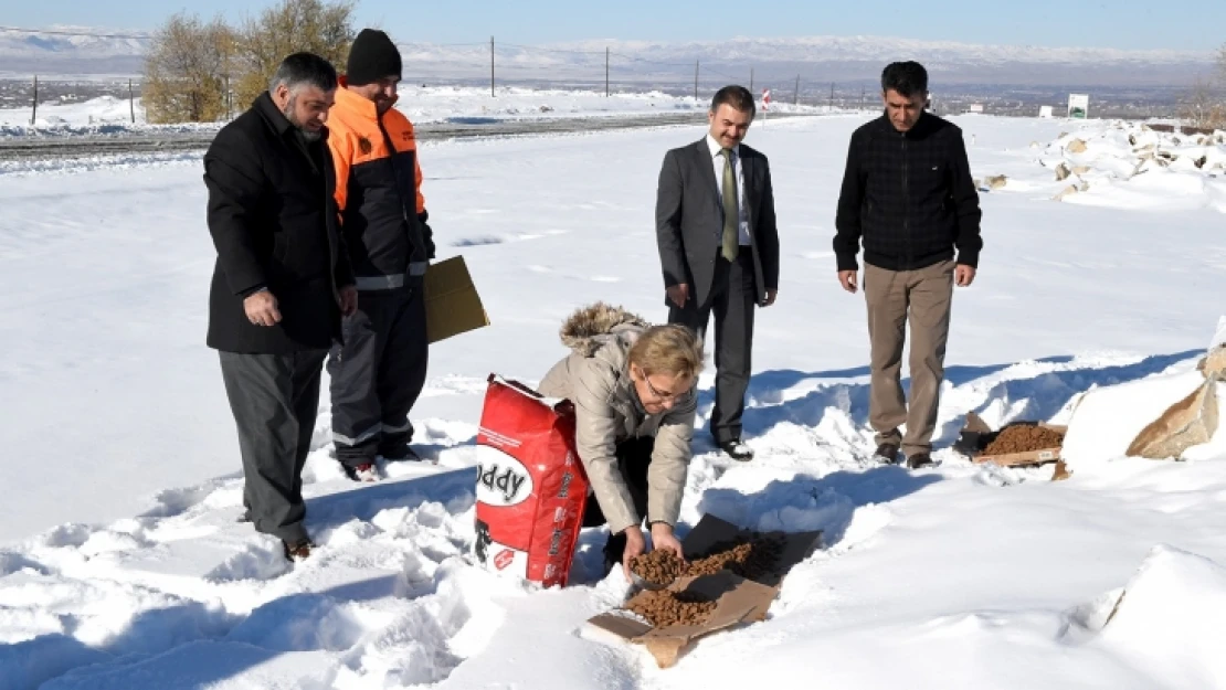 Sokak hayvanları için doğaya yem bırakıldı