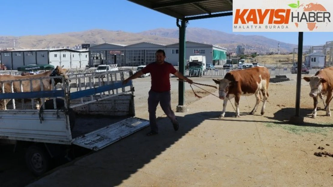 Malatya hayvan pazarında durgunluk yaşanıyor