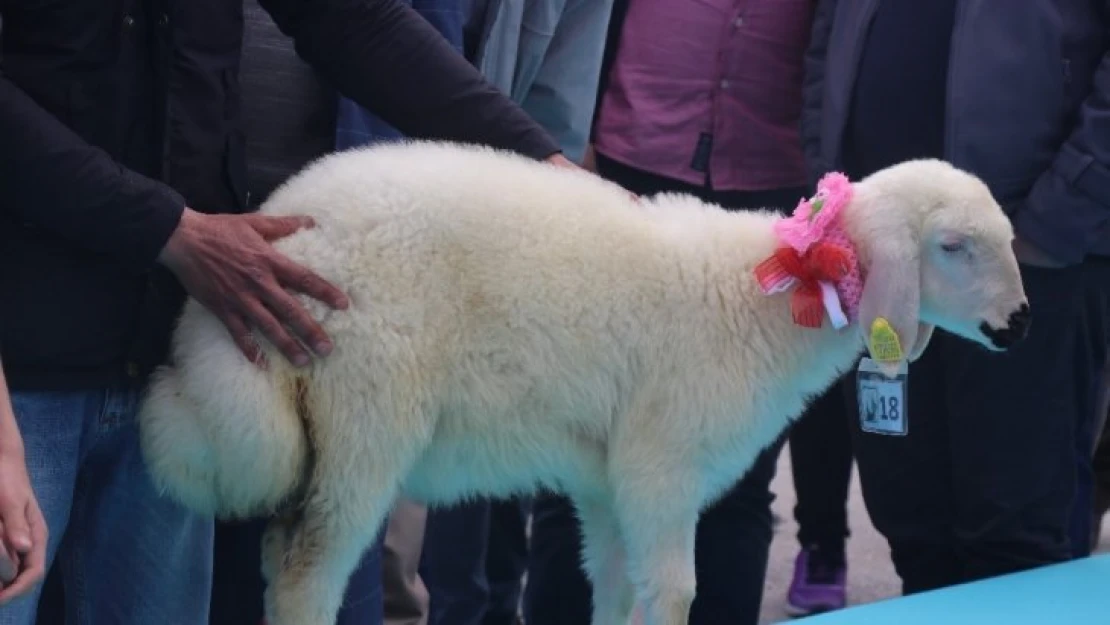 Malatya'nın en güzel kuzusu Darende'den