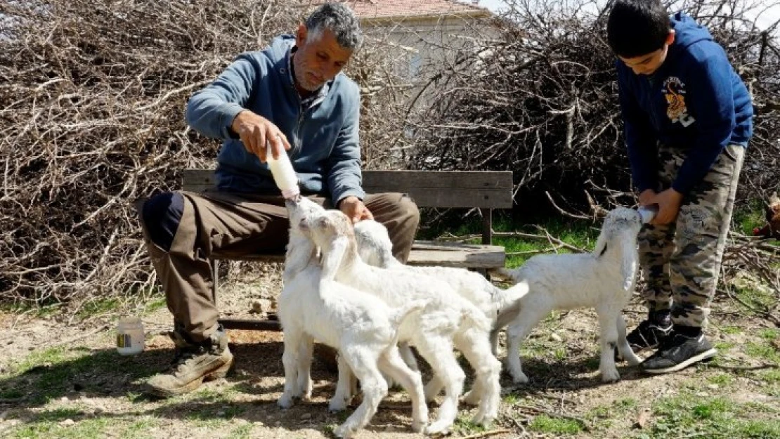 Oğlaklarına bebekler gibi bakıyor