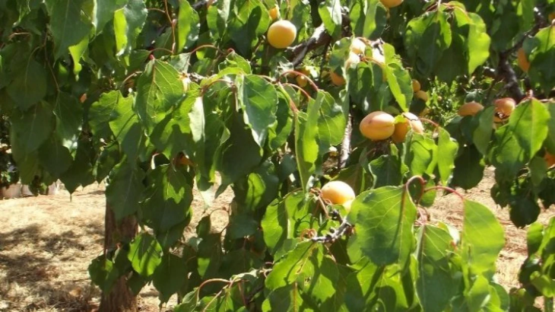 Parmaksız, kayısı rekoltesi tahminini fazla buldu