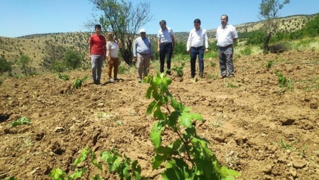 Pütürge kırmızısından yüksek verim