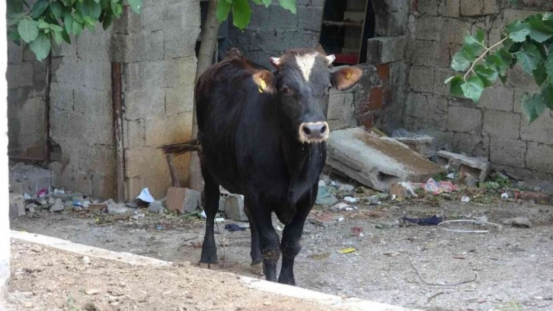 Sahibinin elinden kaçan kurbanlık dana vatandaşlara zor anlar yaşattı