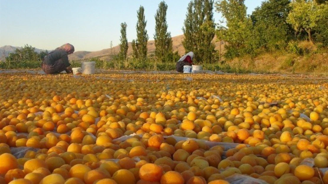 Sarı'nın kahve rengine yolculuğu