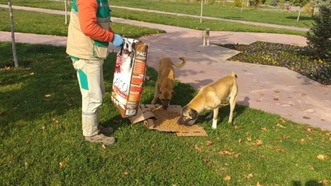 Sokak hayvanları unutulmuyor