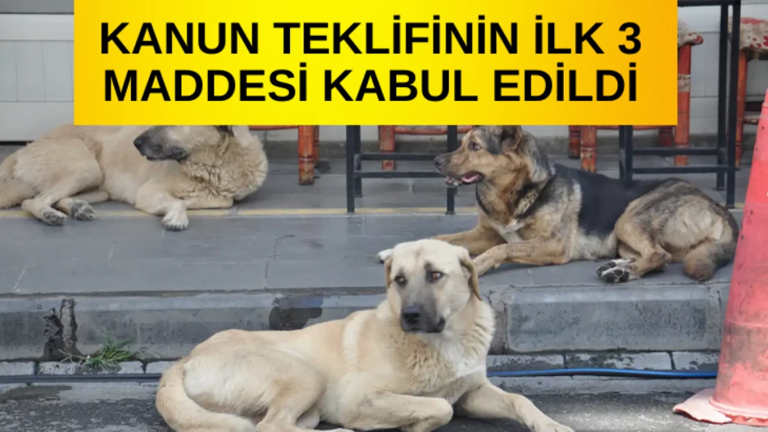 Sokak hayvanları kanun teklifinin ilk 3 maddesi kabul edildi