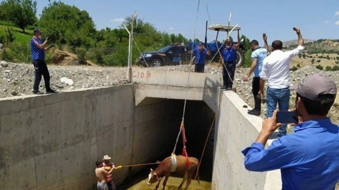 Su kanalına düşen inek kurtarıldı