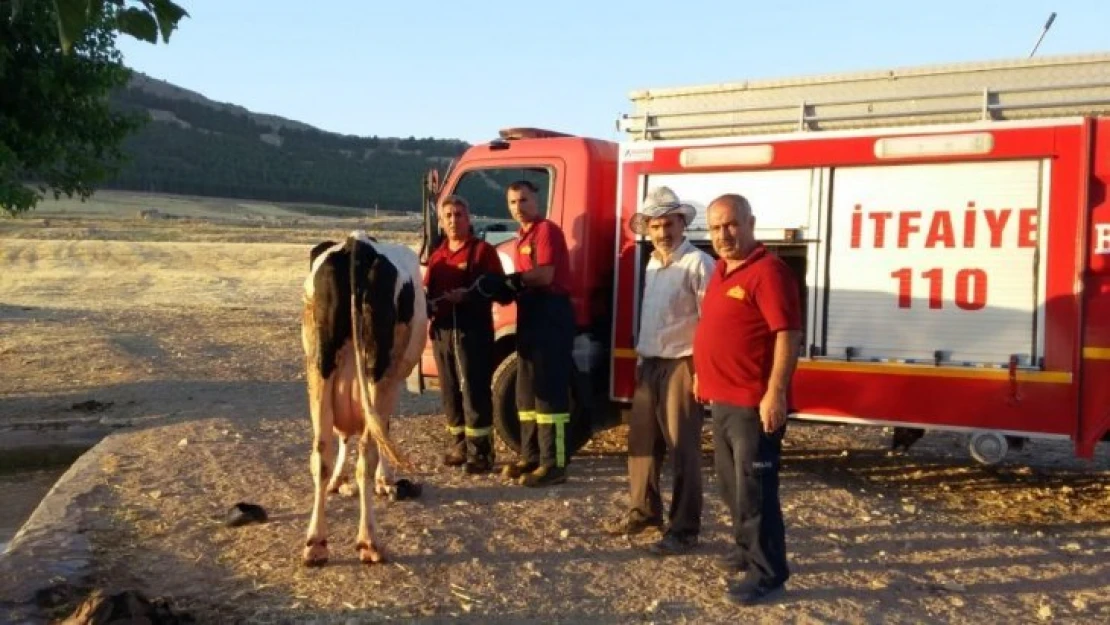 Sulama havuzuna düşen ineği itfaiye kurtardı