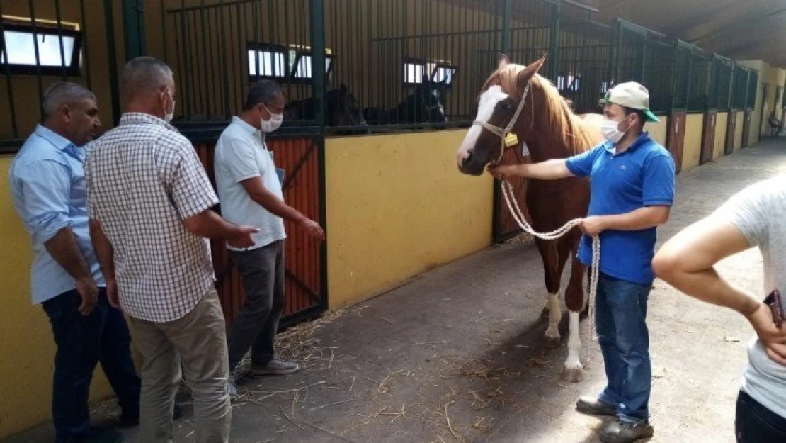 Sultansuyu yetişmesi Safkan Arap Tayları görücüye çıkıyor