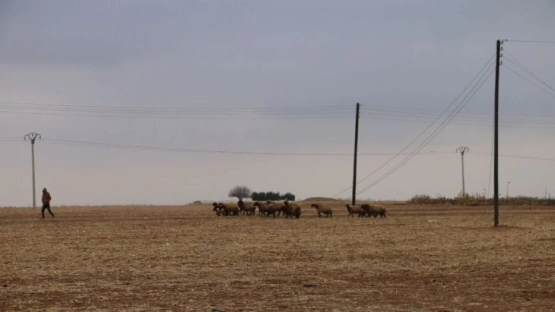 Tel Abyad'da hayvancılık faaliyetleri yeniden başladı