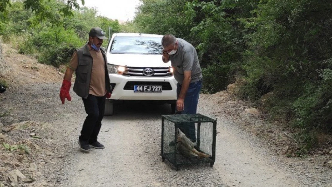 Telef olan tilkiyi gören doğa fotoğrafçısı duyarsız kalmadı