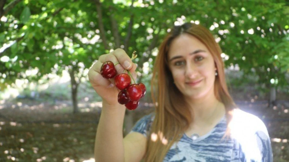 Tescilli dalbastı kirazında ürün kaybı