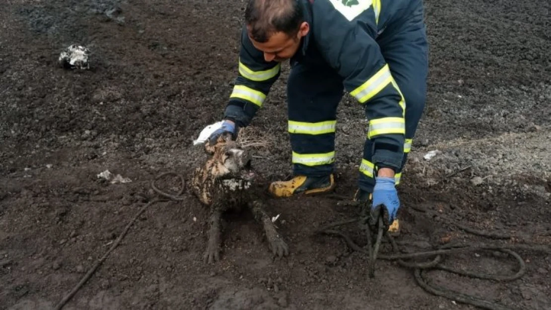 Üç köpek balçıkta mahsur kaldı