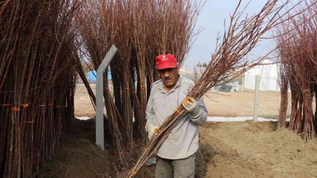 Kayısı Fidanı Yok Satıyor