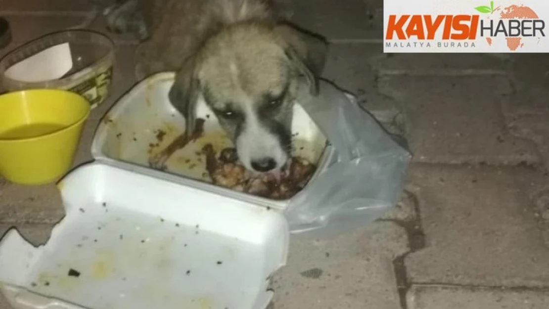 Yaralı köpek tedavi altına alındı