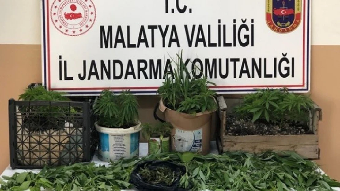 Battalgazi'de yasadışı kenevir ekimine baskın