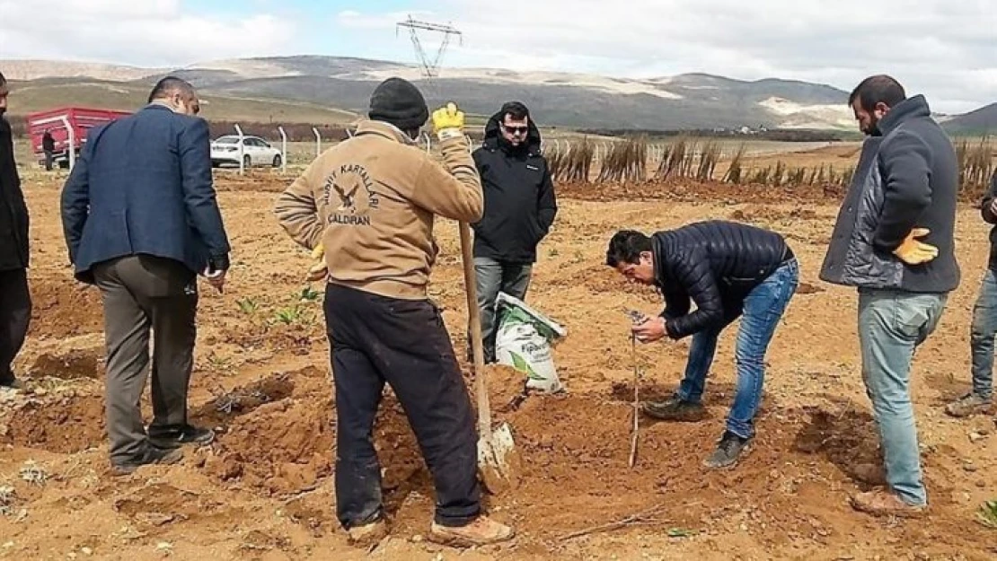 Yazıhan'da Trabzon Hurması Bahçesi kuruluyor