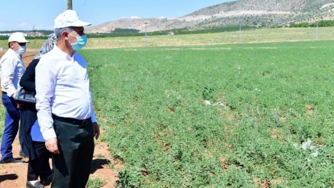 Yeşilyurt'ta tarımsal üretim ve Ar-Ge sahası kuruldu